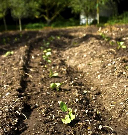 Alojamento de Turismo Rural Satanca Arbus
