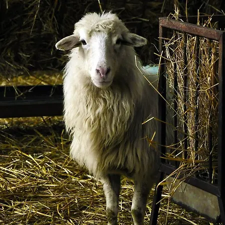 Alojamento de Turismo Rural Satanca Arbus