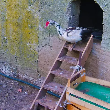 Alojamento de Turismo Rural Satanca *