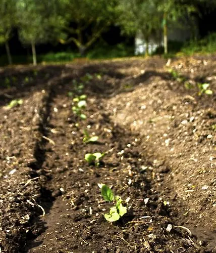 Фермерский дом Satanca Арбус