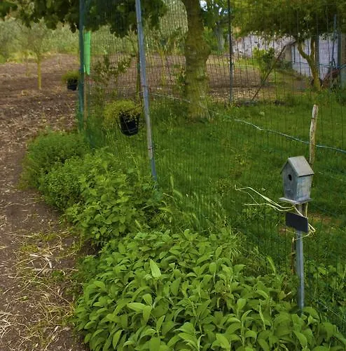 Satanca * Арбус